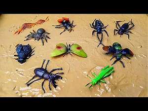10 Amazing Colorful Insects Every Kid Should See! Bug Fun Time | Insects Name For Toddlers