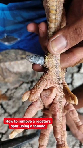 how to remove a roosters spur using a tomato #animalrescue#animalcare#petcare#animalwelfare #viral