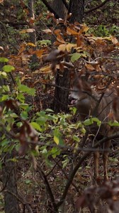 4.8K views · 142 reactions | Coming in MAD 歷 | Small Town Hunting | Facebook