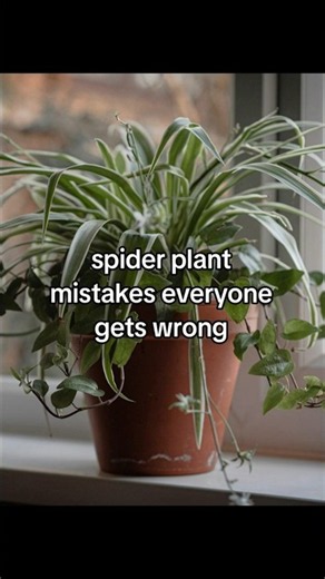 🕷️ Spider Plant Mistakes YOU'RE Probably Making 😱 #PlantCare #Houseplants #PlantTips