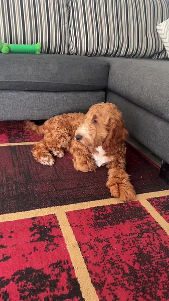 Dog reaction 😂#dog #dogsoftiktok #dogs #doglife #pet #petsoftiktok #petlover #murphy #cocapoo #sydney #australia #cute #cutedog #fypage #doglovers