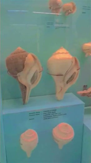 sea shell museum ""ONE OF THE GREATEST AND A BEAUTIFUL SHELLS ..,