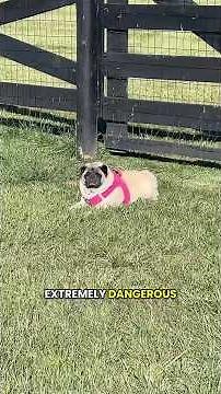 Wildlife Pug Documentary😂 #pug #mypug #funnyanimals #funnypug #wildlifedocumentary #wildlifeshorts