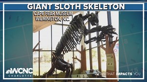 Carolina trivia: The giant ground sloth