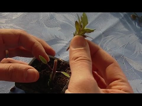 Comment greffer des tomates / greffe de tomate (partie 2)