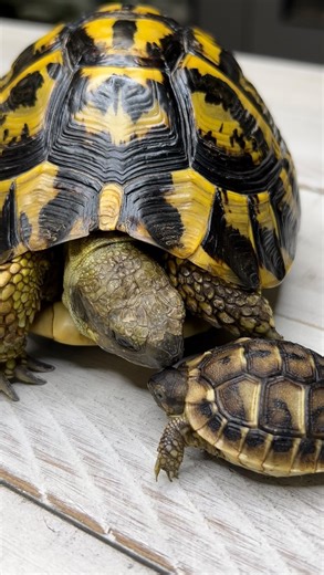 From Baby to Adult! (Western Hermann’s Tortoise) #hermannstortoise #tort #westernhermannstortoise #testudohermanni #testudohermannihermanni #hermannihaven #gardenstatetortoise #otistheturtle #tortoisesofinstagram #turtlesofinstagram #reptilesofinstagram #tortoise #tortoises #chelonia #animalrescue #animalfacts #tortoisefacts #turtlefacts #babytortoise #babyturtles #tortoisehatchling | Garden State Tortoise