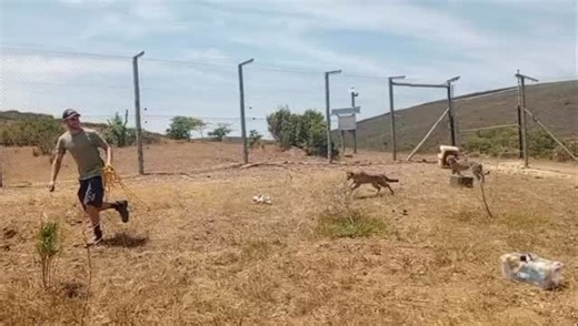 luca training Tippy on the lure | Cornellskop Animal Encounters