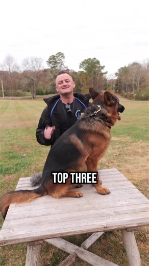 328K views · 5.8K reactions | Top 3 Reasons Why You SHOULD Get a German Shepherd #dog #dogs #puppy #germanshepherd #germanshepherdpuppy #doglover #fyp #foryou | American Standard Dog Training | Facebook