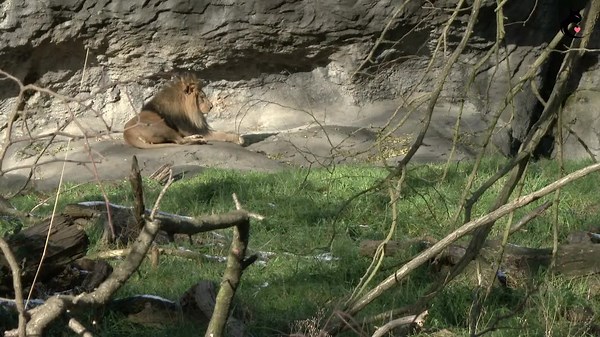 Ancient Lions Were Bigger Than Tigers—Could They Come Back?