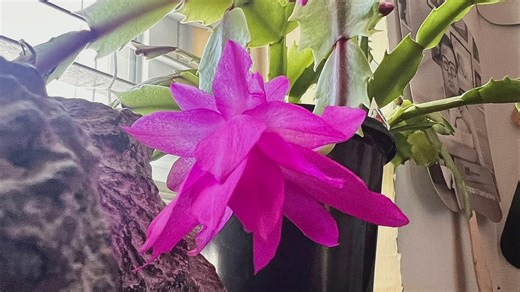 Unseasonal blooms from two different plants