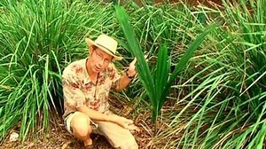 Cocos Palm - Gardening Australia