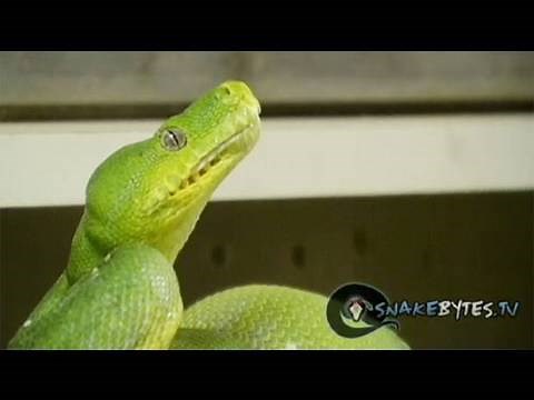 Snake Bytes TV - "Snake Bites Chewy Again!"