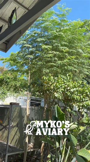 its El Nino now in the Philippines reaching highs of 51C. our heat busters are the plants along the aviary.. now you know why we plant trees and other ornamental plants in the aviary | Myko's Aviary