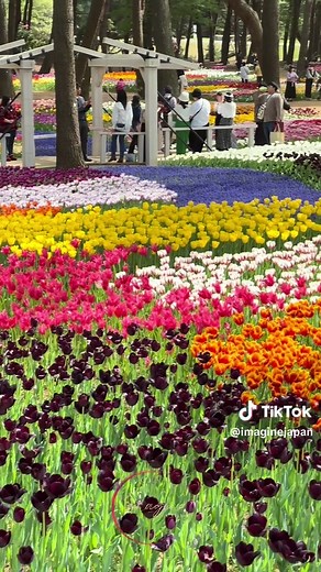 Explore Hitachi Seaside Park in Springtime Japan