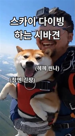 스카이 다이빙 하는 시바견 헤헤 씬나 싱글벙글 재미있는 동물들의 순간들