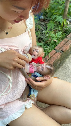 When the baby monkey saw its mother breastfeeding its friend, it also ran over to ask for milk.