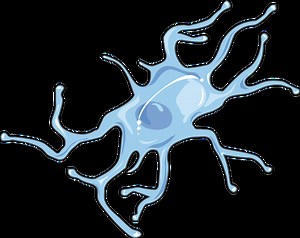 1.5 Amyloidosis 淀粉样变形