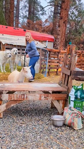 2.3M views · 63K reactions | Goat milk is easy to digest. While fresh...