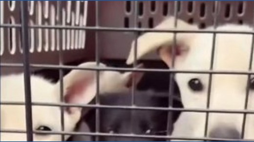 Abandoned puppies rescued in Ashland County