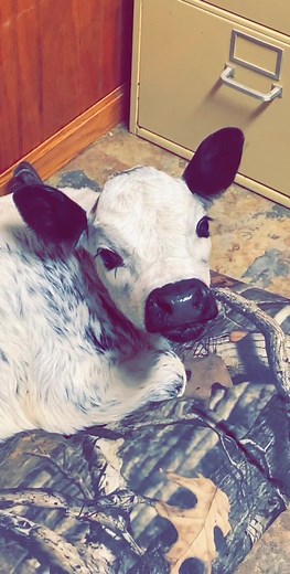 Mini Cowgirl Gets Milked: A Funny Nighttime Routine