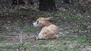 3.1K views · 169 reactions | This the first of hopefully many scimitar-horned oryx calves we will see within the coming weeks. We see a lot of calves, lambs, fawns, and cubs out here in the spring so keep an eye out when you're here. | Fossil Rim Wildlife Center | Facebook