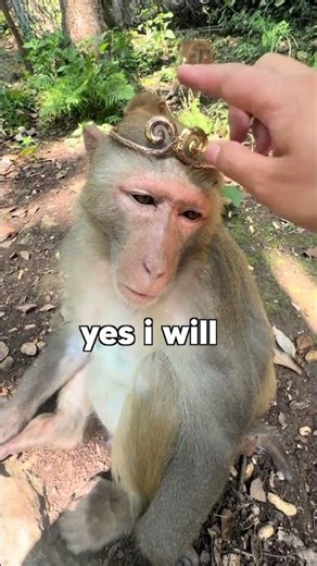 Monkey Kingdom Corruption