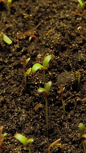 Download Growing seeds rising from soil vertical time lapse video. for free