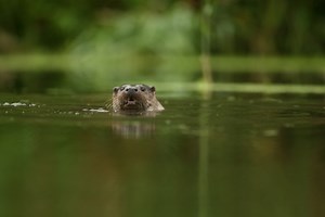 Nature Recovery Network | The Wildlife Trust for Lancashire Manchester and North Merseyside