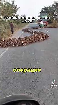 Китайцы снова удивляют!#китай #животные #работа