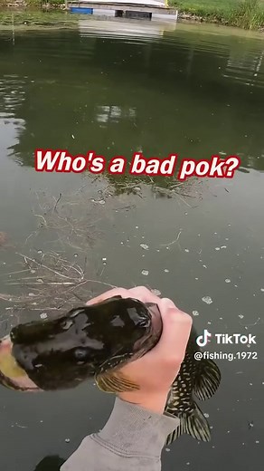 Who’s a bad fish? 😁 #pike #fishing #bassfishing #funny #memes | why is it bad to catch a pike