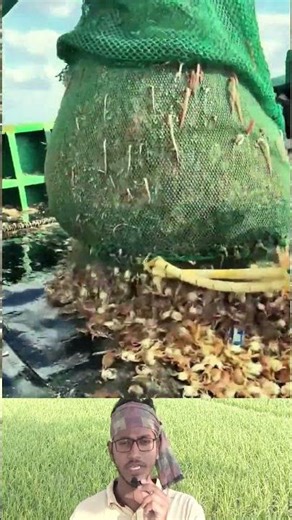 Fishermen Catch Tons of Crabs | জেলেদের জালে উঠলো অসংখ্য কাঁকড়া 😲🦀 #shorts #sea #catch #viralshorts