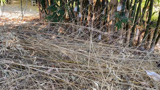 36 sec video with newly harvested bamboo poles | Bamboo Ranch
