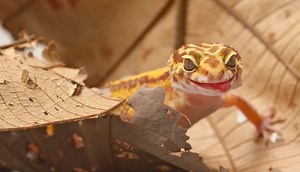 4 Types of Leopard Gecko Skin Infections   Treatments