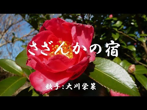 さざんかの宿 （ 大川栄策 ）日本語の歌詞付き