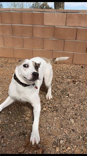 it’s hard not to love my life with you banjo! 🐶🫶🏻🐾 #dogsoftiktok #banjo #zoomies #sillydog #outwest