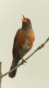 17K views · 524 reactions | Grey backed Thrush calls 殺殺 #reels #bird #nature #sound #singing | Okicau | Facebook