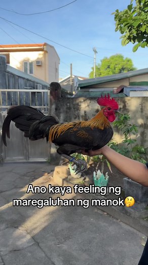 Alagang Battlecock: Ang Kasiyahan sa Backyard Game Farm