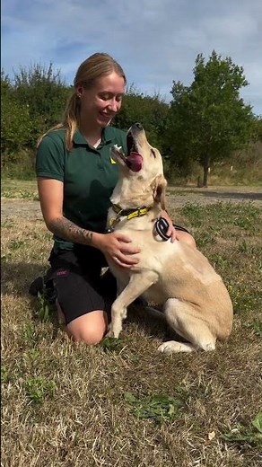 Lovely Layla Cuddles! | Dogs Trust