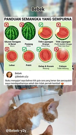 Tips Rahasia Pilih Semangka Paling Manis, Semangka, Tips, Kuliner