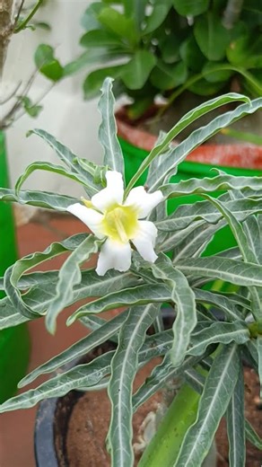 Adenium crispum albiflora #plants #flowers #garden #nature #gardening