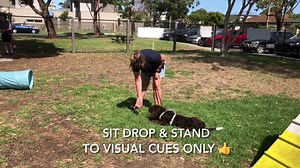 Puppy Class! What will you learn? We get asked that & yes, we teach real skills & help you with real issues like: 💚 Toilet training 💚 Teething, chewing & biting 💚 Basic obedience 💚 Jumping on people 💚 Handling, grooming & vet care 💚 Social skills - learning to play nicely! 💚 Develop confidence trust in you! 💚 Fun & games Classes start 10 and 13 January & are filling up. Your pup can start at 8 weeks with a 1st vaccination! Waiting means allowing problems to develop. Our Professional Trai