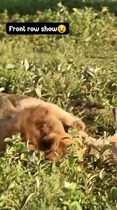 The wild takes no breaks — not even for tourists! 🦁😳 A lion hunts its prey right in front of safari vehicles, giving everyone the raw, unfiltered power of nature up close. 👀 Witness the wild like never before — up close and real. 👉 LINK IN BIO #LionHunt #SafariAdventure #WildEncounters #MasaiMaraMagic #NatureUnfiltered #AfricanSafari #SBSafarisKenya | SB Safaris Kenya