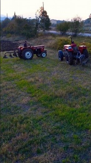 54C 165 Ferguson Kafa Kafaya #farming #shortvideo #agriculture #traktor #masseyferguson #shorts