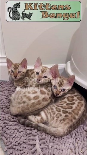Three white cats | Reginamur Bengal Cat’s Cattery | Bengal Kittens for sale