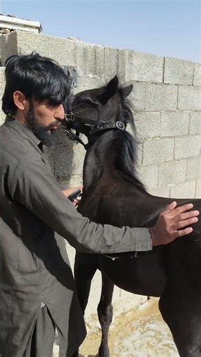 The Most Beautiful Black Arabian Horse? 🐎🔥 #horsecare #horse #veterinarypharmacist #cattledisease