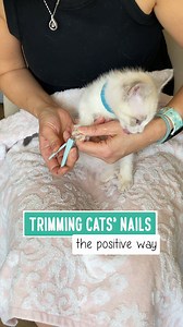 I trimmed VIB's nails for the first time. I use different techniques to make them feel comfortable depending on their personalities. I have a couple of previous nail trimming videos here. https://www.facebook.com/watch/?v=772779437812583 https://www.facebook.com/watch/?v=475123098033292 I have to explain this every time I post a nail trimming video, because there is going to be at least one person who will think it is cruel. I know some people don't believe in trimming (NOT removing) cat's nails