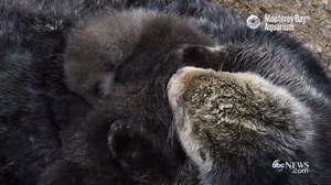 Watch Adorable Otter Pup Cozy Up to Its Mom