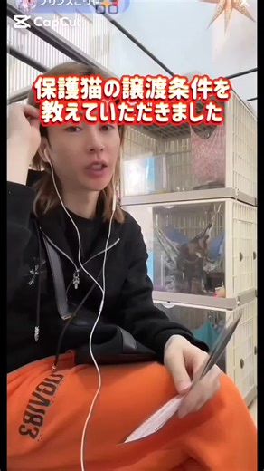 保護猫の譲渡条件について知る