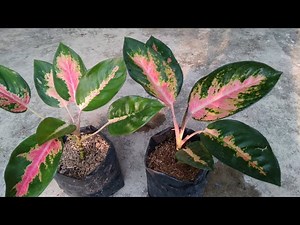 How to Propagate Aglaonema Using Natural Rooting Hormone - Propagate Aglaonema Plant Cuttings
