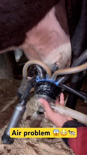 Smart Cow Milking Machine😱🐄 | Village Farm | cow milking #shorts #shortsfeed #cow #farming #milk